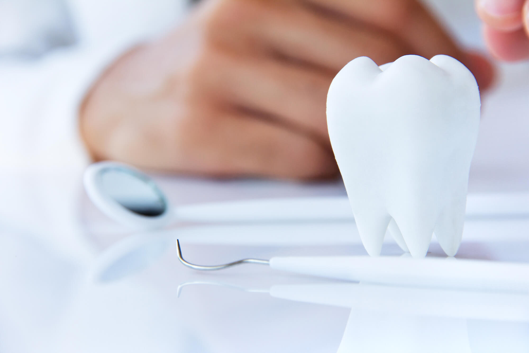 model of a tooth showed by a cosmetic dentist in Greenville SC